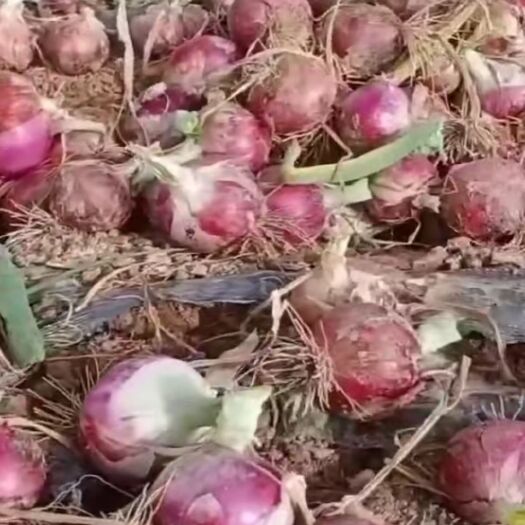 高台县洋葱
