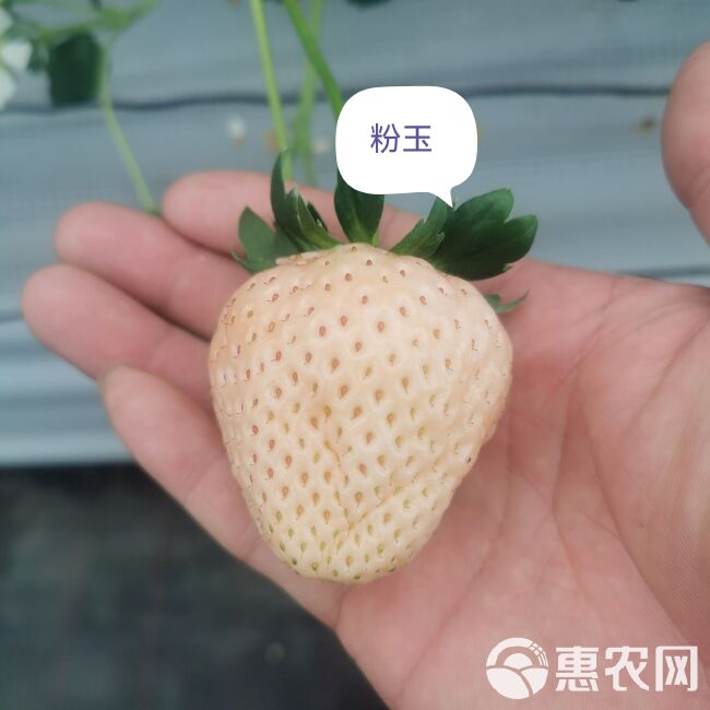 章姬草莓苗 避雨棚裸根苗 草莓穴盘苗 组培种苗脱毒无病害