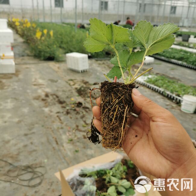 章姬草莓苗 避雨棚裸根苗 草莓穴盘苗 组培种苗脱毒无病害