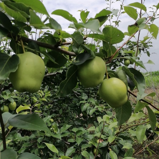 阳信县山东滨州阳信大量批发早酥梨