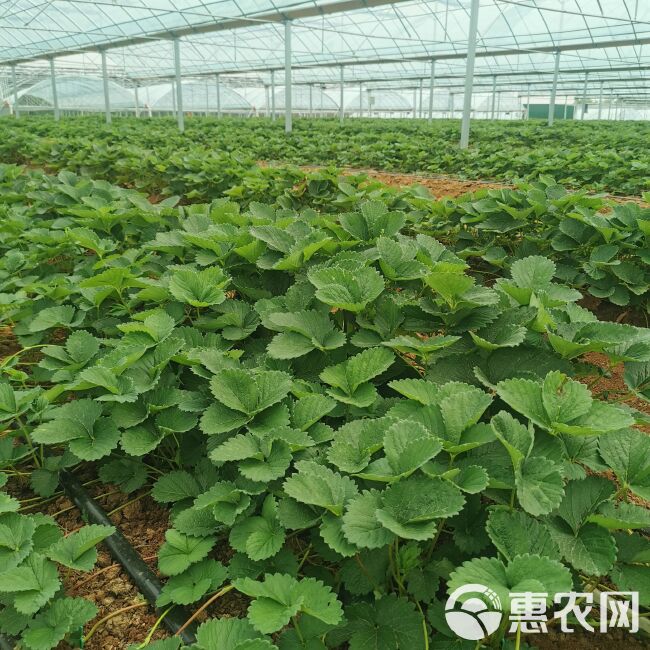 章姬草莓苗 避雨棚裸根苗 草莓穴盘苗 组培种苗脱毒无病害