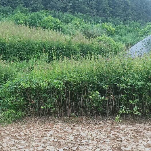 巴马县大量供应油茶嫁接苗 量价从优（需要购买可联系详细说）