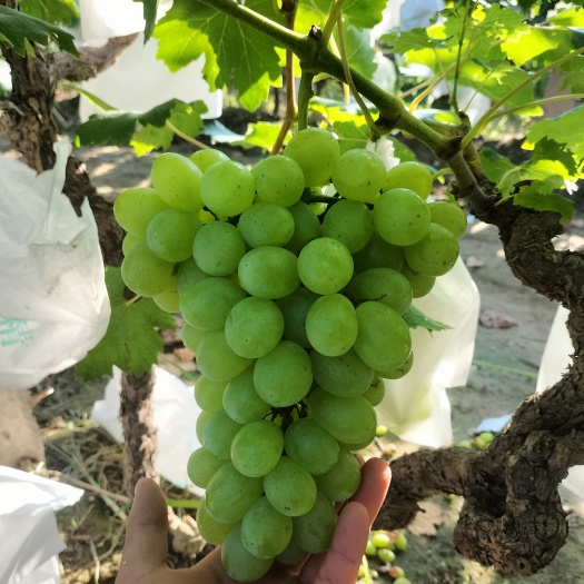 威县河北精品陆地套袋维多利亚青提葡萄大量上市欢迎各位老板前来选购