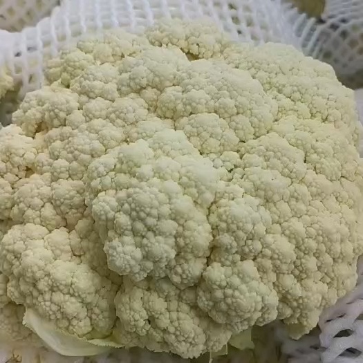 定西花菜，散花，松花菜