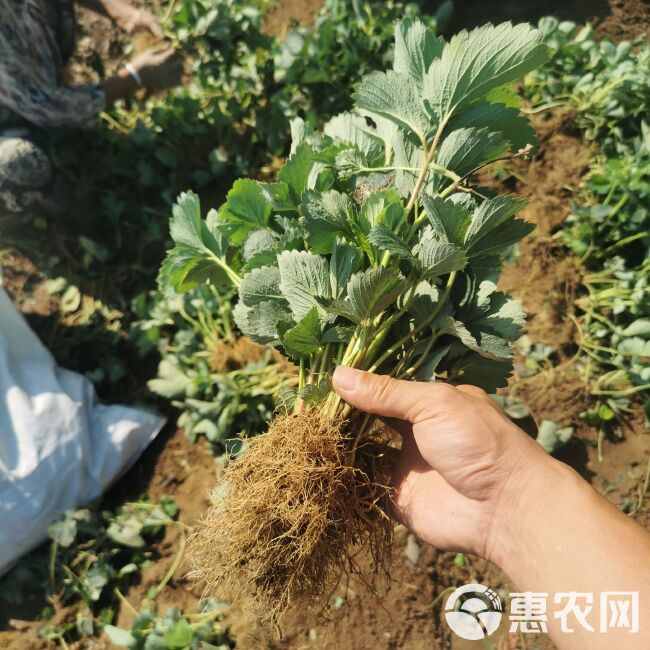 章姬草莓苗 避雨棚裸根苗 草莓穴盘苗 组培种苗脱毒无病害