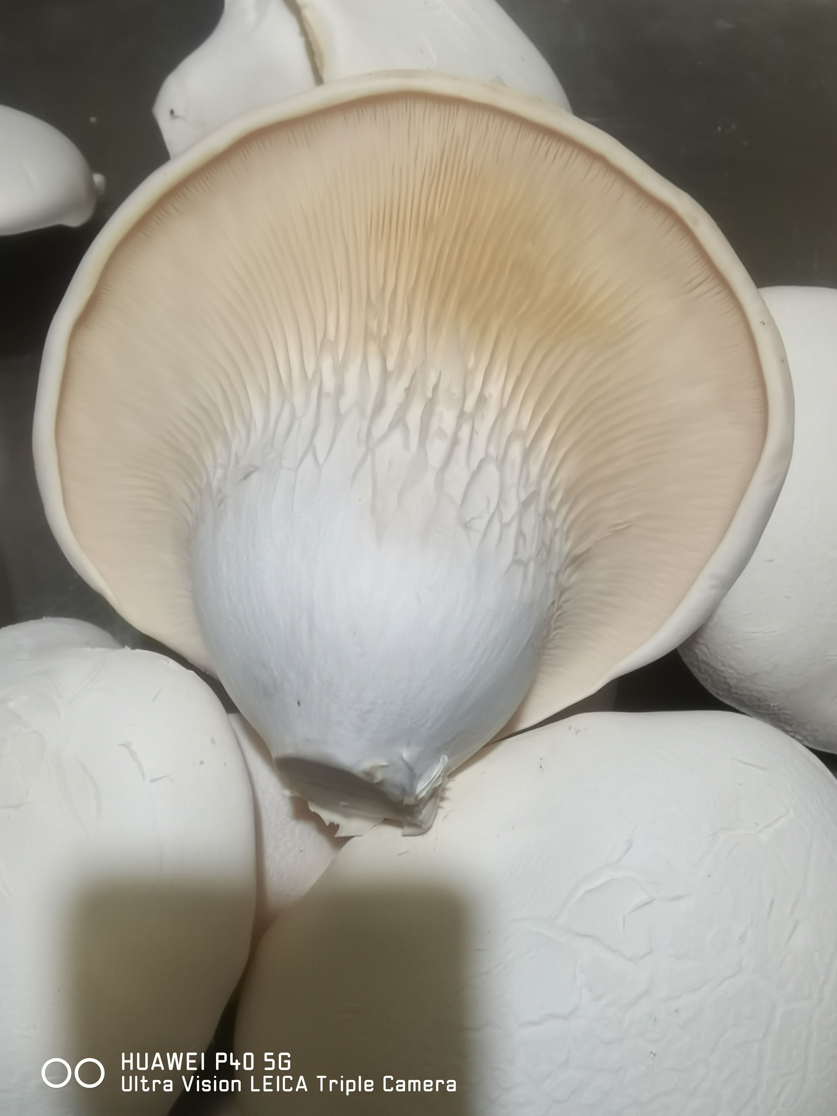 行唐县白灵菇