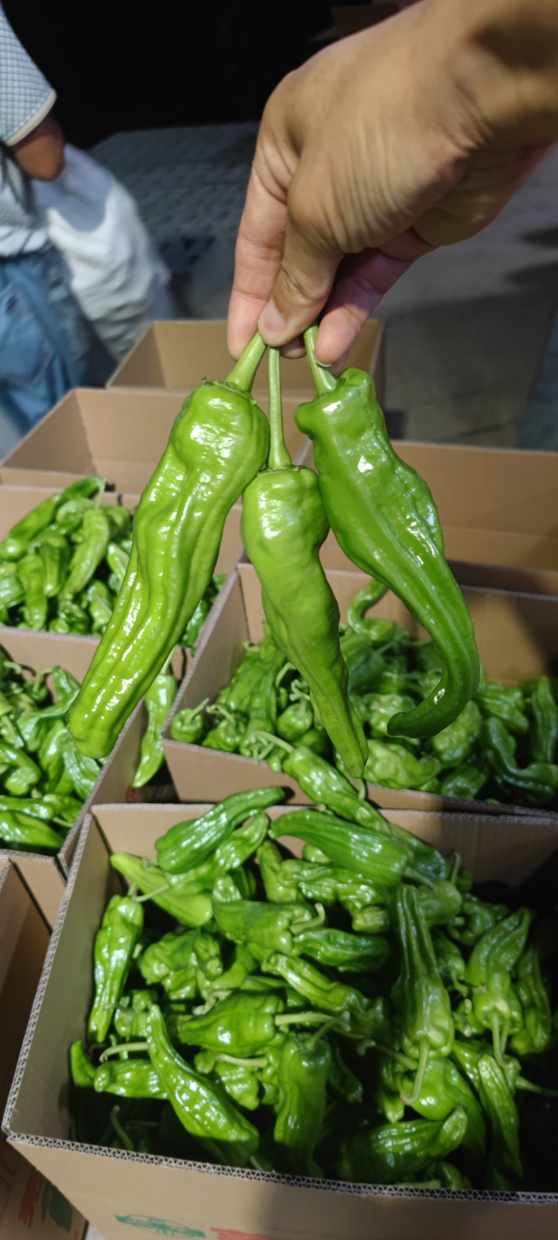 芜湖椒  15-20cm蔬菜基地直供 诚信为本  保证质量