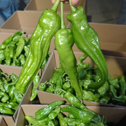 长阳县芜湖椒 红辣椒 线椒 蔬菜基地直供 诚信为本  保证质量
