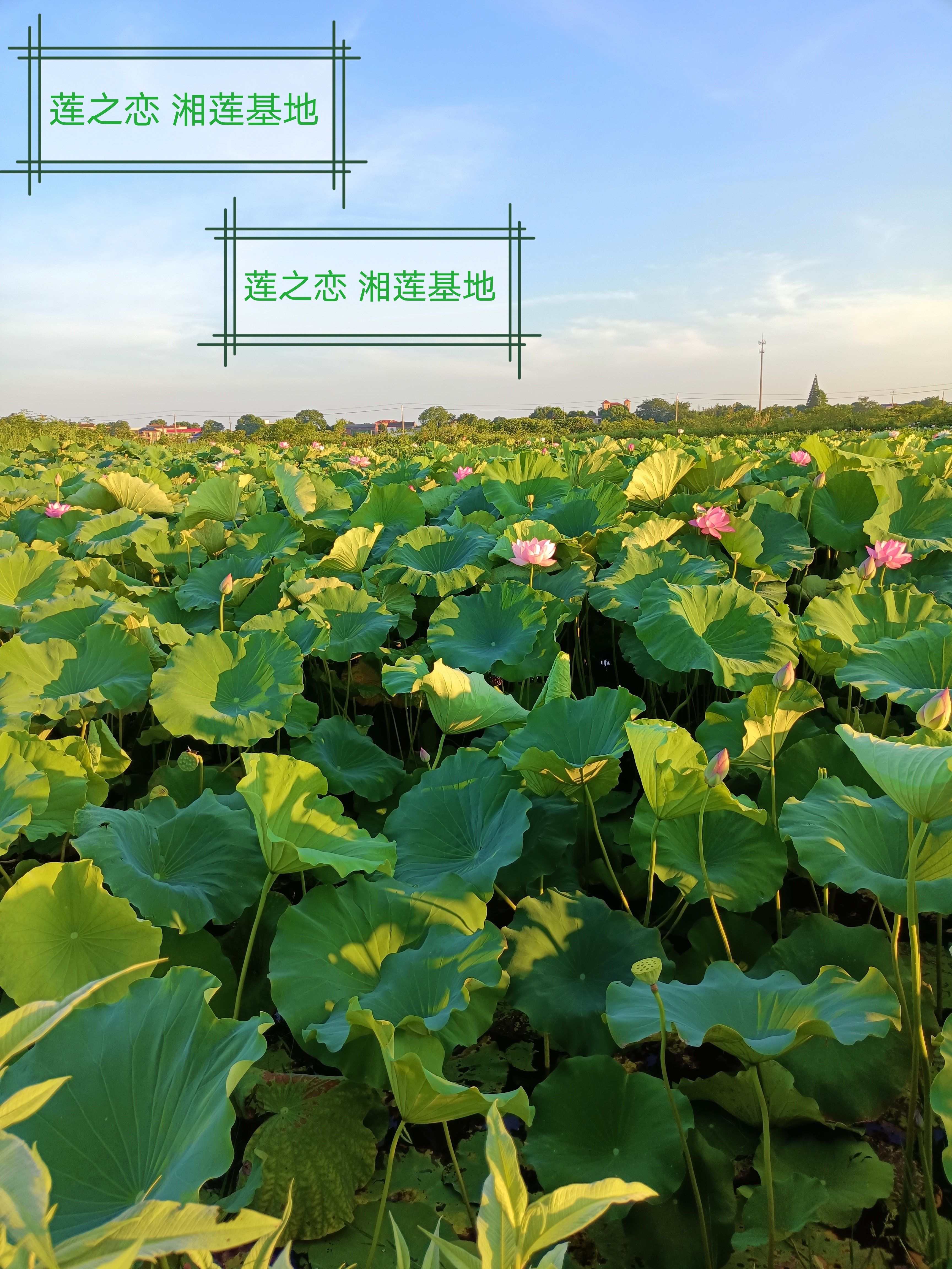 王馨樂的農(nóng)貨店
