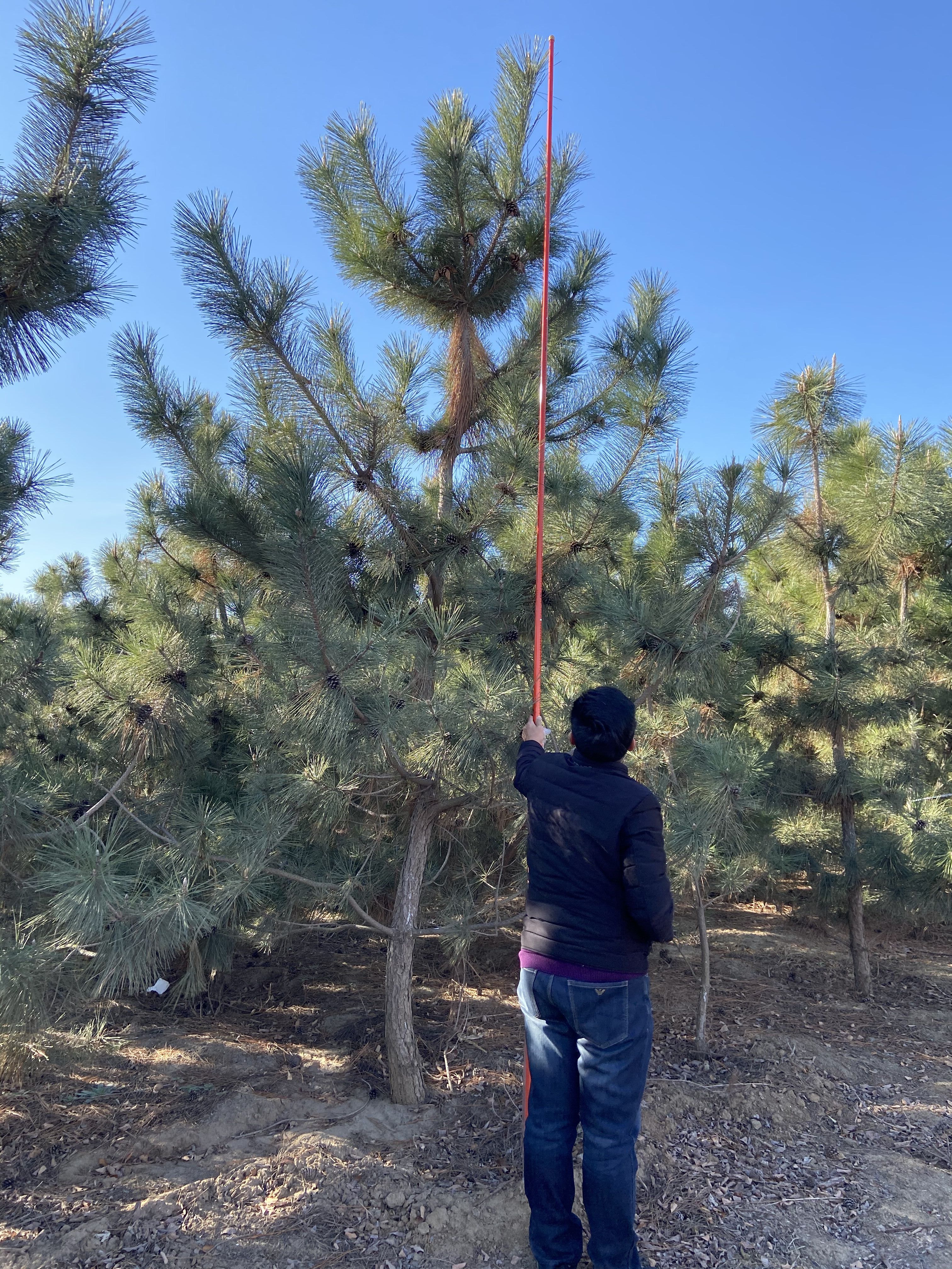 黑松 非造型黑松3米 4米 5米黑松基地直发全国发货