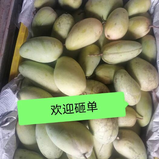 金煌芒