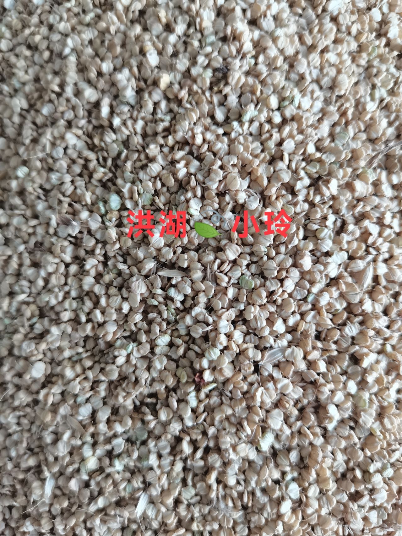 棒棒草种子 菵草 棒头草 五月黄 水稗子
