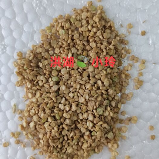 棒棒草种子 菵草 棒头草 五月黄 水稗子