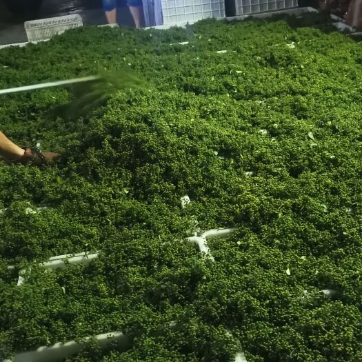 绵阳青花椒