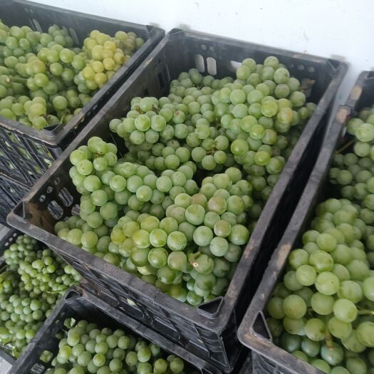 威县巨峰无核加工果，大量巨峰无核加工果上市，，，