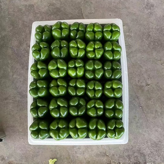 精品圆椒。尖椒大量供应中，形状好成色好物美价廉全国各地发货