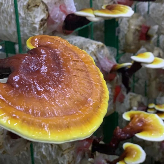 东兰县干品灵芝，未加工，5cm以上大小，自种植，产地直批