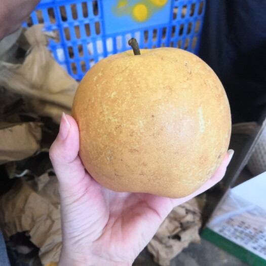 翁源县水晶梨 现摘现发 皮薄肉嫩 清甜爽口 欢迎老板选购 价格从优