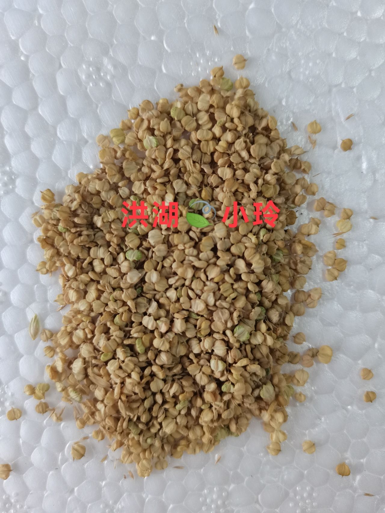 棒棒草种子 菵草 棒头草 五月黄 水稗子