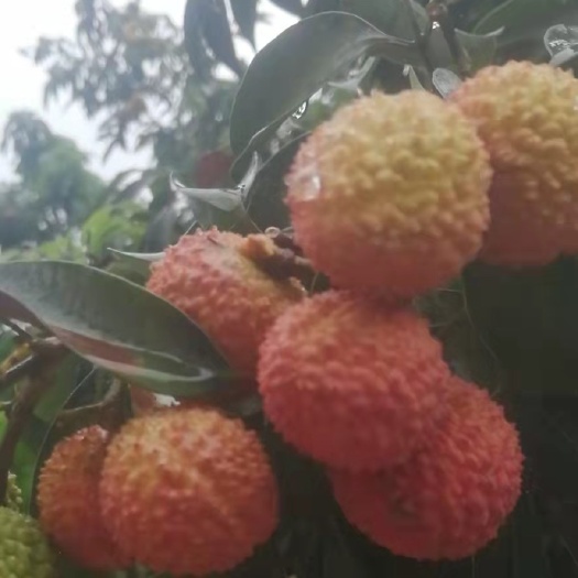 合江县挂绿荔枝