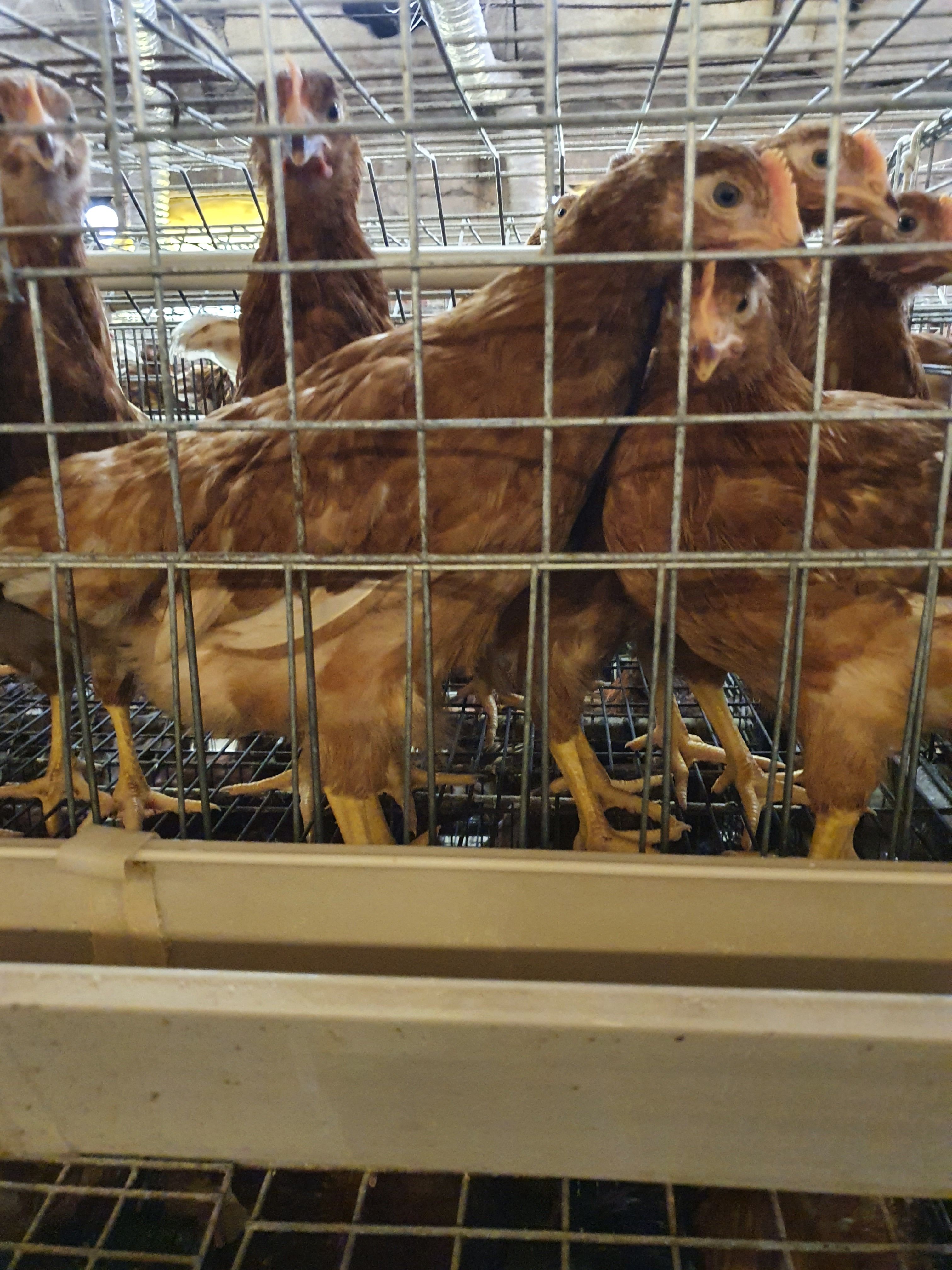 鹤壁土鸡  青年鸡  大量供应脱温海兰褐批发，散养