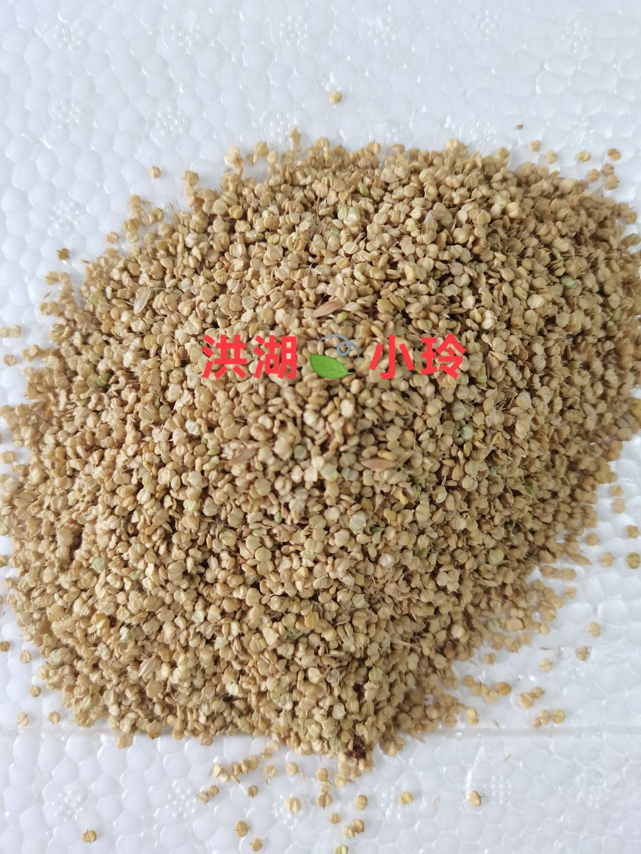 棒棒草种子 菵草 棒头草 五月黄 水稗子