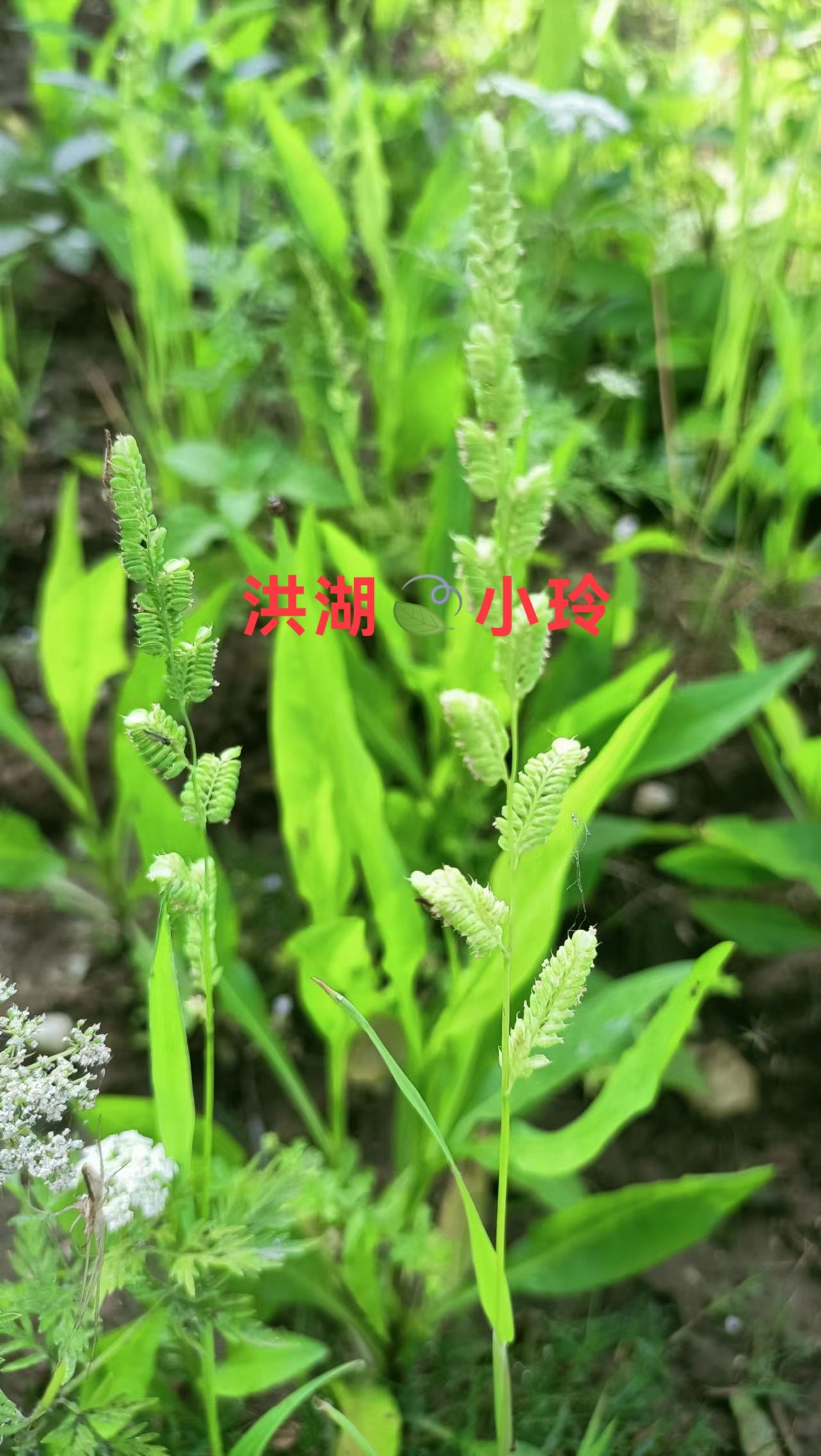 棒棒草种子 菵草 棒头草 五月黄 水稗子