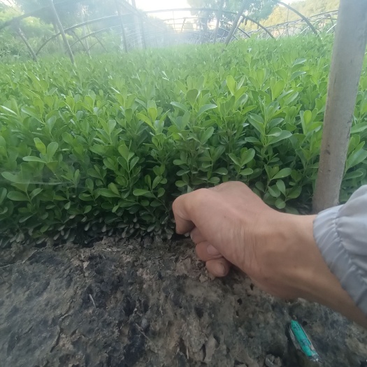深州市两年小叶黄杨床苗小苗瓜子黄杨小苗两年苗易成活四季可栽包邮