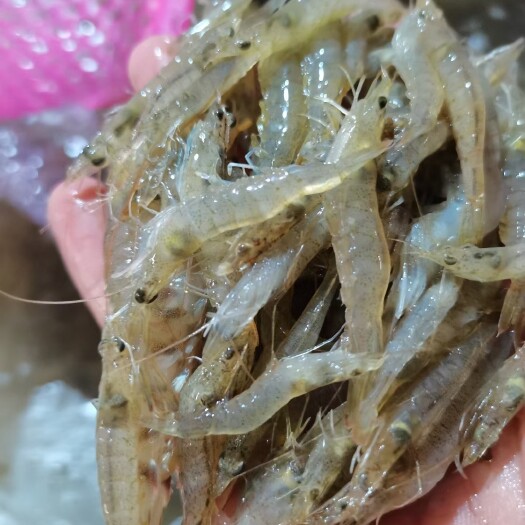 南宁小海虾