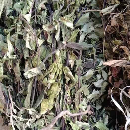 光山县石见穿 今年新货干货 产地发货
