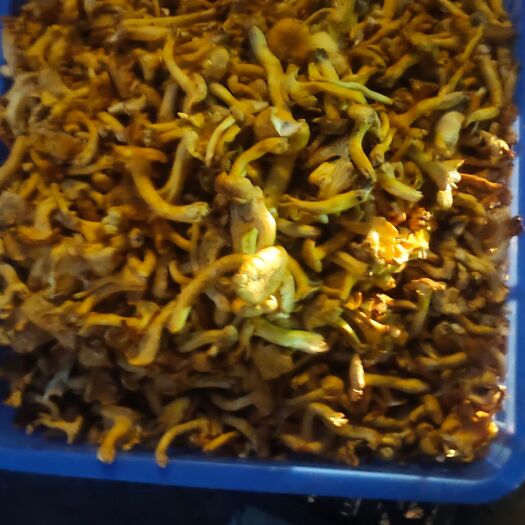 康定市鸡油菌