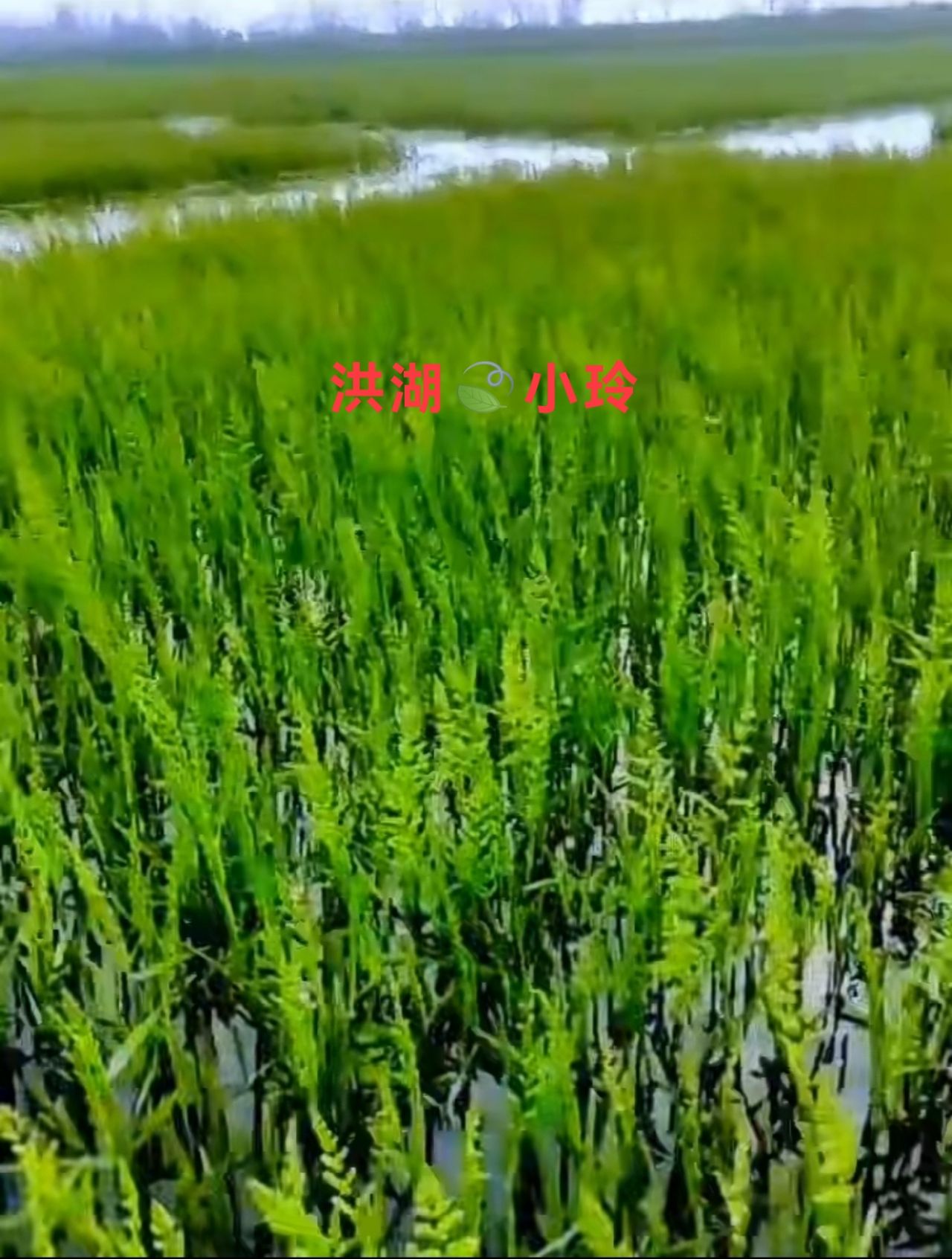 棒棒草种子 菵草 棒头草 五月黄 水稗子