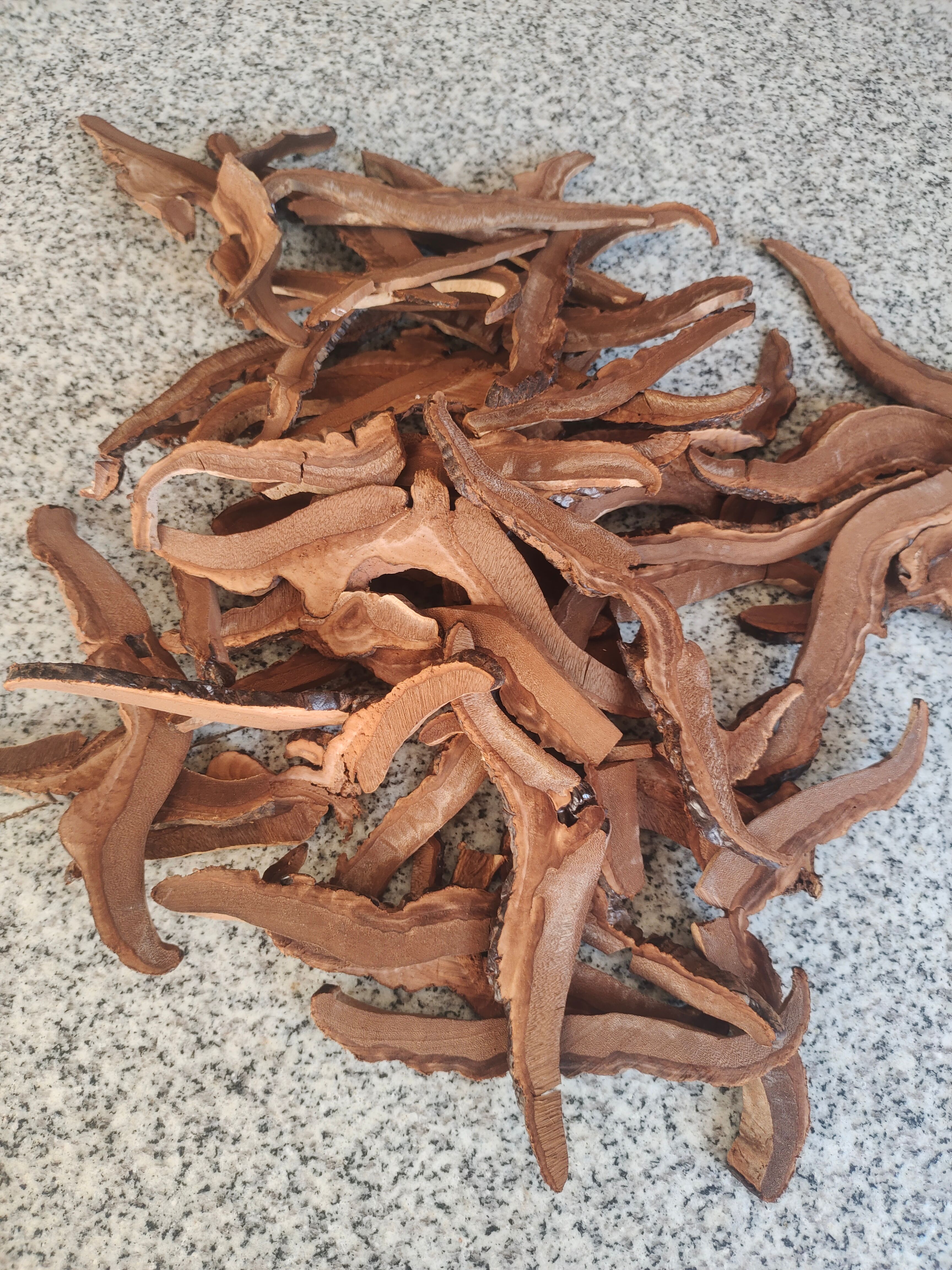 高山椴木种植紫灵芝切片