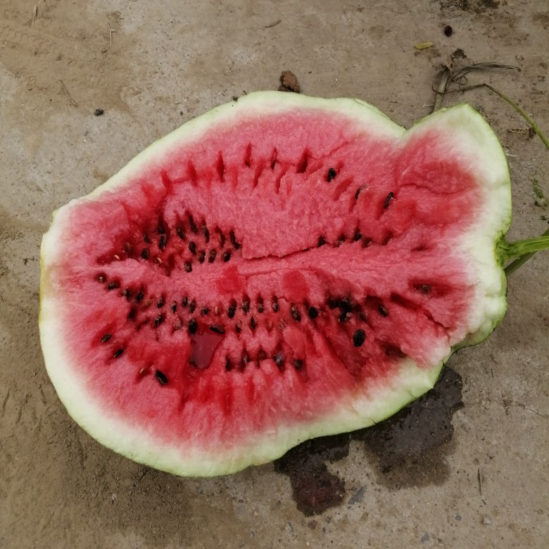 精品美都产地大量上市，质量保证，包熟包甜，欢迎定购