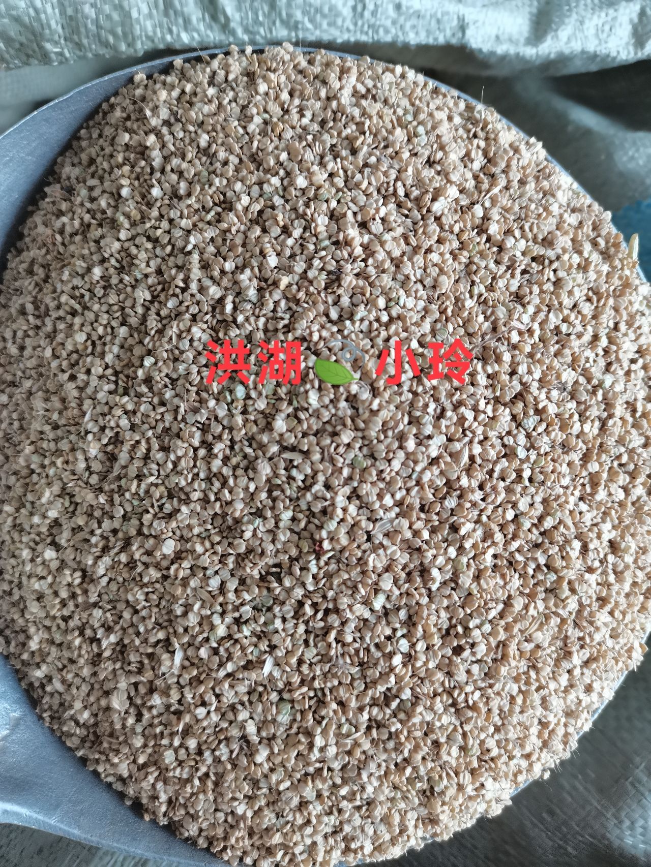 棒棒草种子 菵草 棒头草 五月黄 水稗子
