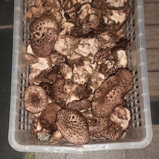 康定市牛肝菌