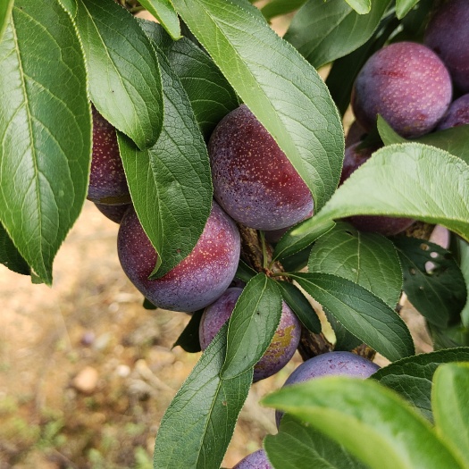 砚山县脆红李
