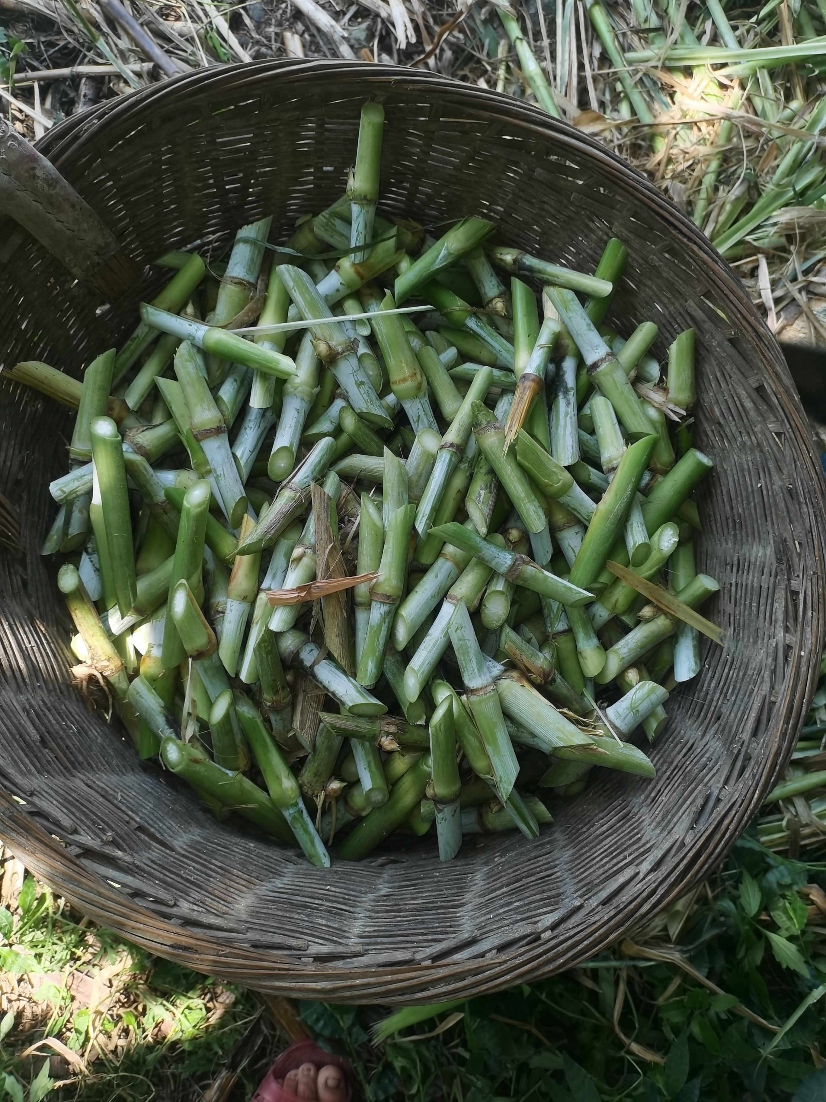 紫云苗族布依族自治县甜象草种子！包发芽品质保证，新种节上市，发芽率98%现砍现发