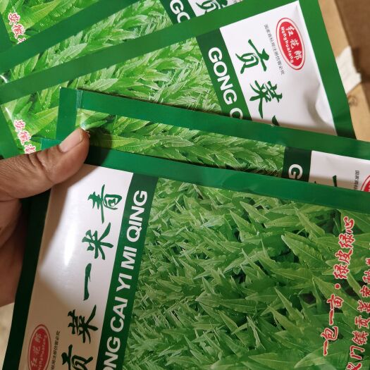 大理市贡菜一米青，原种绿皮绿心！