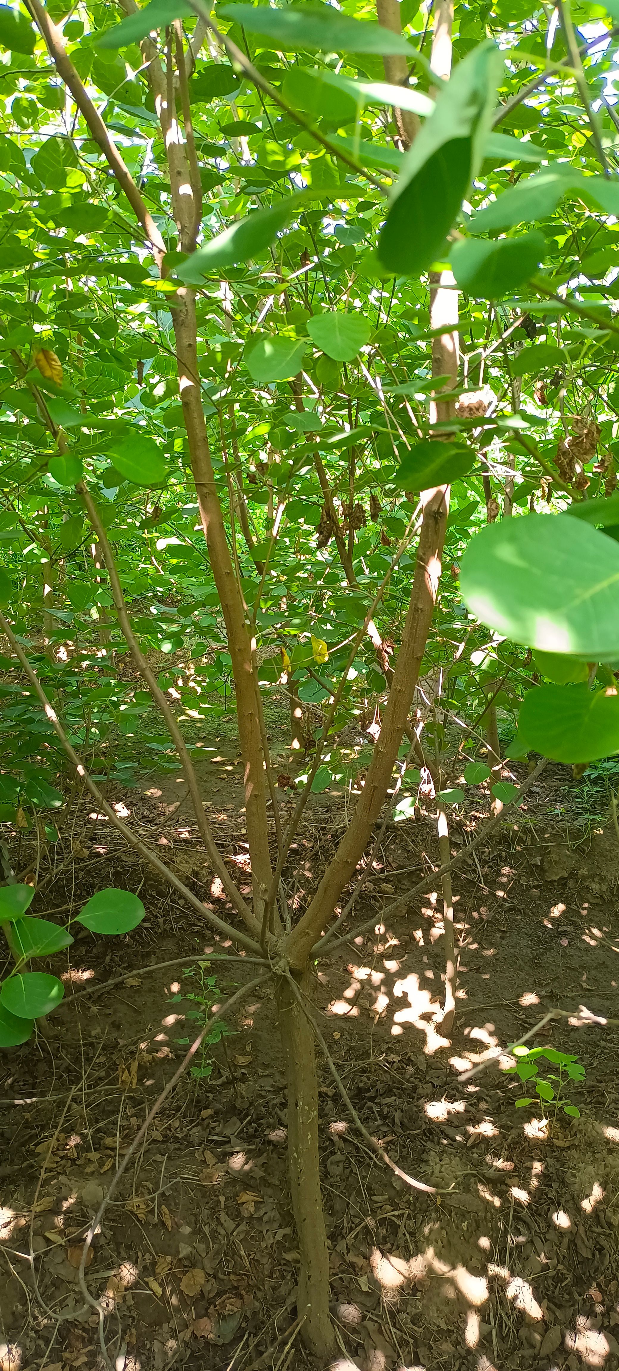黄栌山西丛生黄栌杆子黄栌