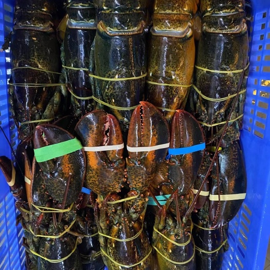 广州冰鲜加拿大波士顿龙虾波龙