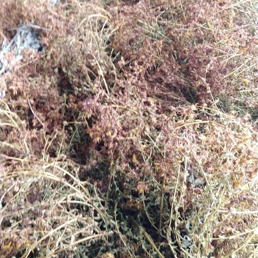 成县贯叶连翘干货甘肃陇南成县贯叶连翘，无杂质，颜色黄亮