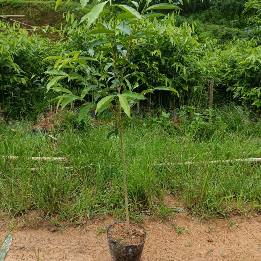 灵山县沉香树苗，海南沉香，白木，低苗，叶色清秀，产地直销大量供应
