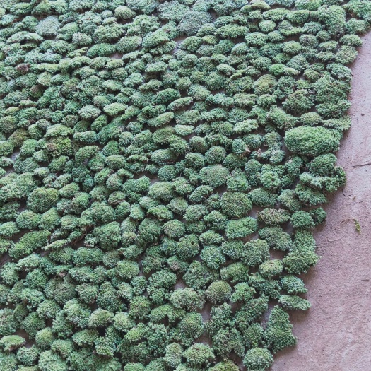 太湖县各种苔藓类
