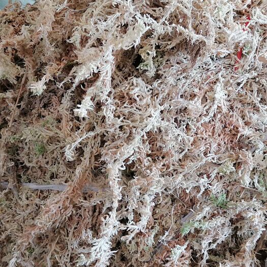 龙里县贵州高山优质水草水苔海花草批发，蝴蝶兰专用栽培基质