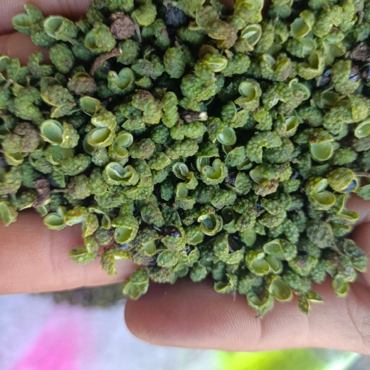 盐源县四川 青麻花椒     麻味十足一件代发保质保量