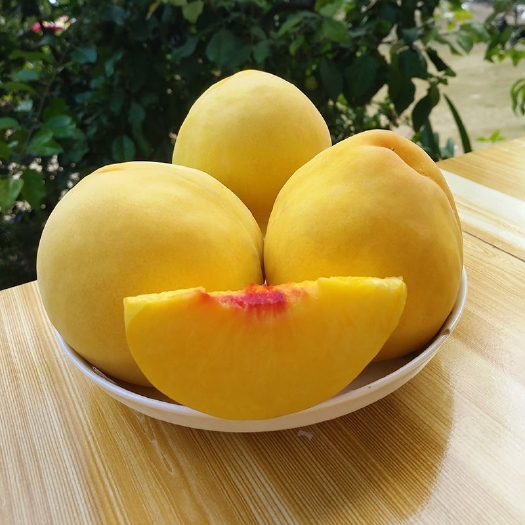 龙山县锦绣黄桃