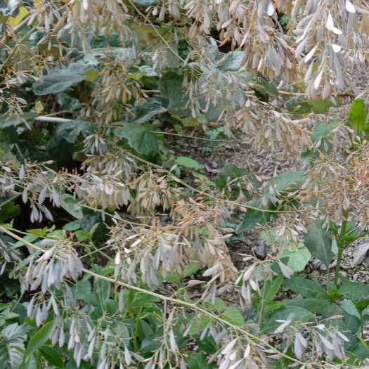 长阳县博落回