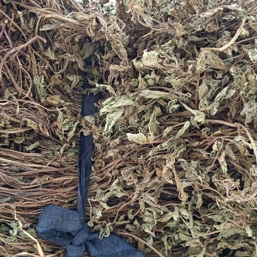 玉林凉粉草，中药材，凉粉草