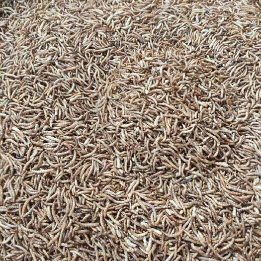 唐县经过高温杀菌黄粉虫干品